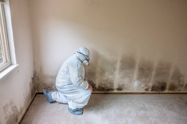 Trusted Somerset, NJ Mold Removal Experts